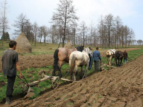 Agricultura de subzistenta 